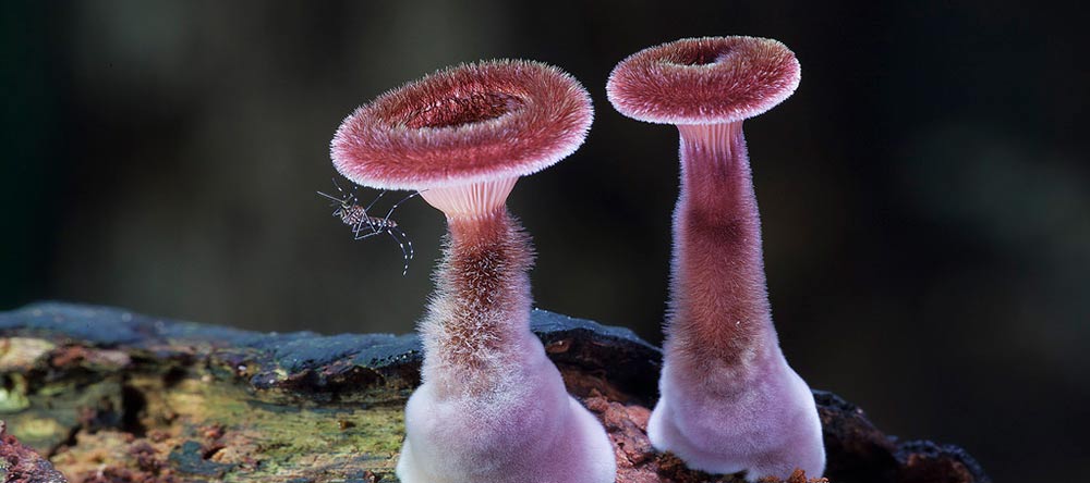 Fantastic Fungi