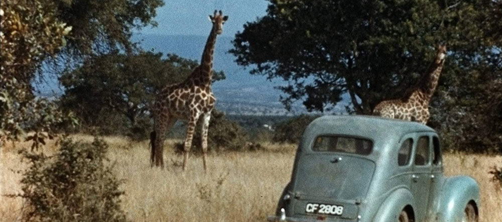 The Woman Who Loves Giraffes movie still